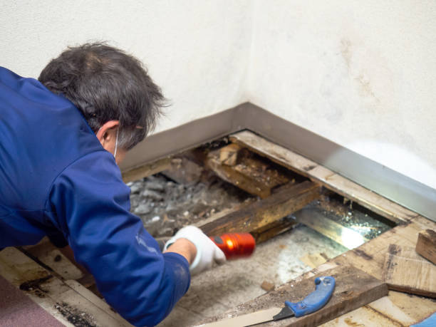Attic Mold Removal in Claycomo, MO