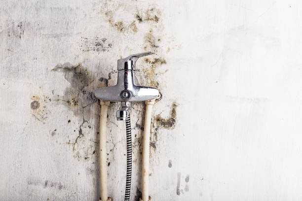 Best Black Mold Removal  in Clayco, MO