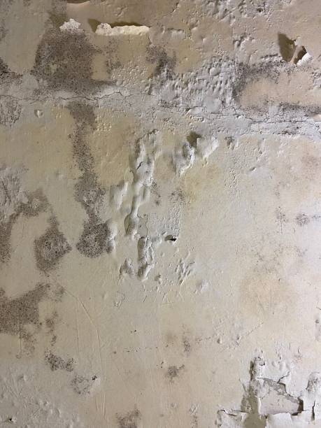 Claycomo, MO Mold Removal Company