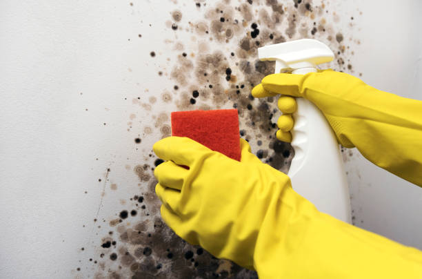 Crawl Space Mold Removal in Claycomo, MO